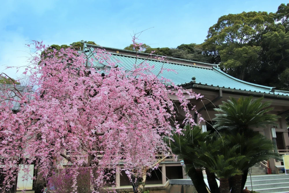 福冈・宗像推荐春景点镇国寺|福冈宗像美居温泉度假酒店【官方】