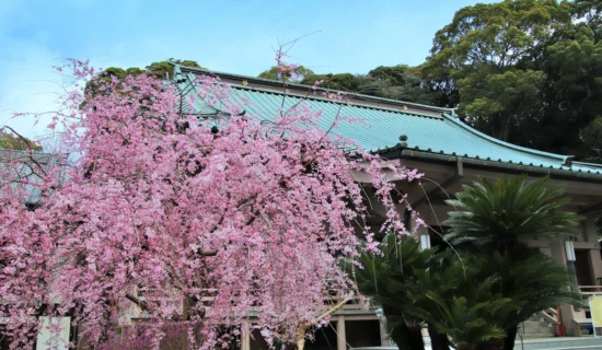 【花与祈愿之寺】镇国寺