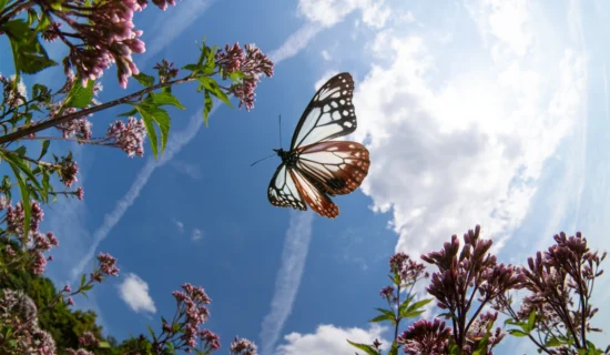 アサギマダラ花園