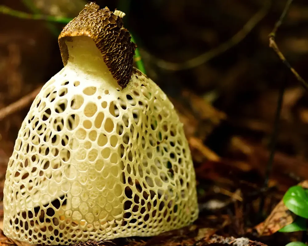 乌斯基努加萨达克