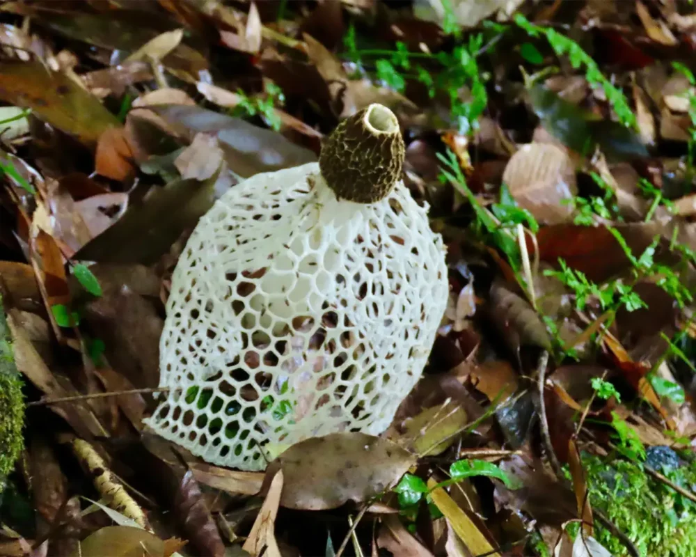 乌斯基努加萨达克